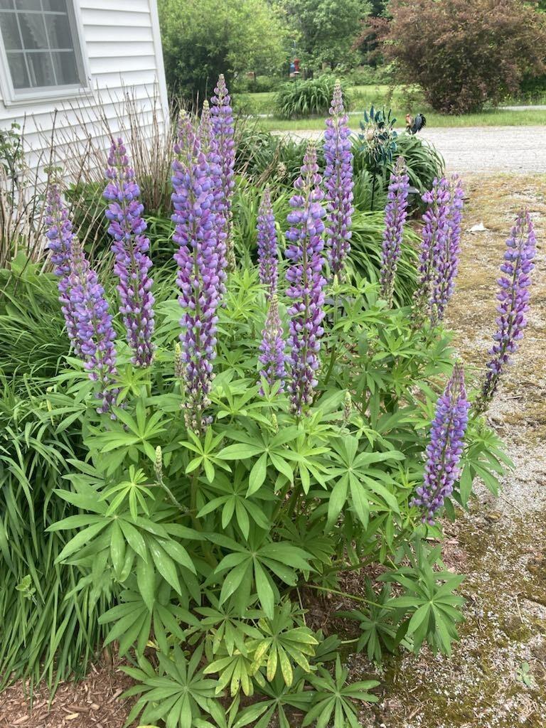 22 Old Jay Hill Road Jay, ME 04239 - Photo 63 of 67 fb7d001d-a75c-4148-a3d3-87ca020780c5