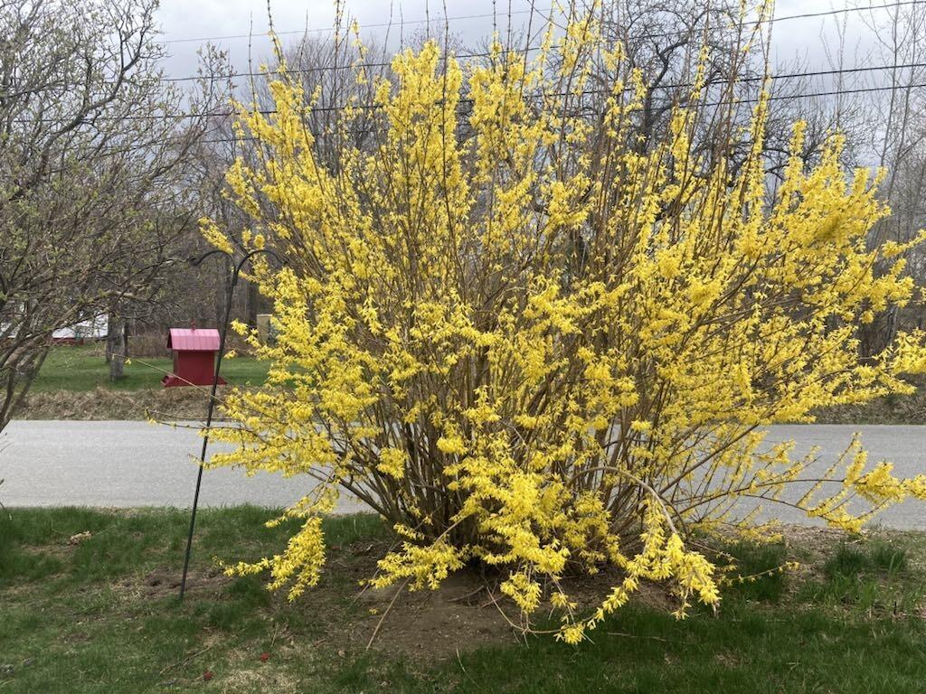 22 Old Jay Hill Road Jay, ME 04239 - Photo 65 of 67 8e2b6f8c-d8aa-42bb-9baa-9deda6cae936