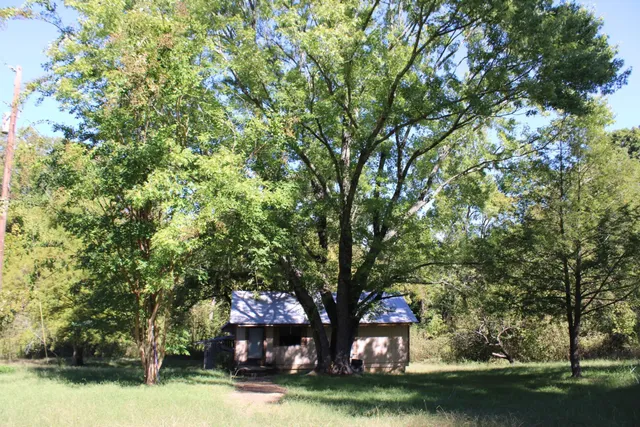 a tree in the garden covered with tall trees