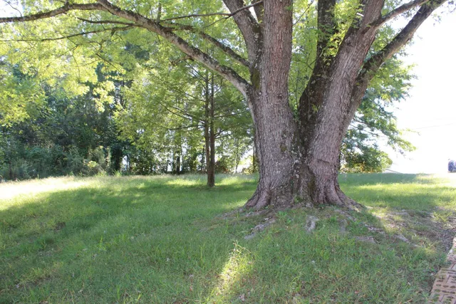 a view of a trees in a yard