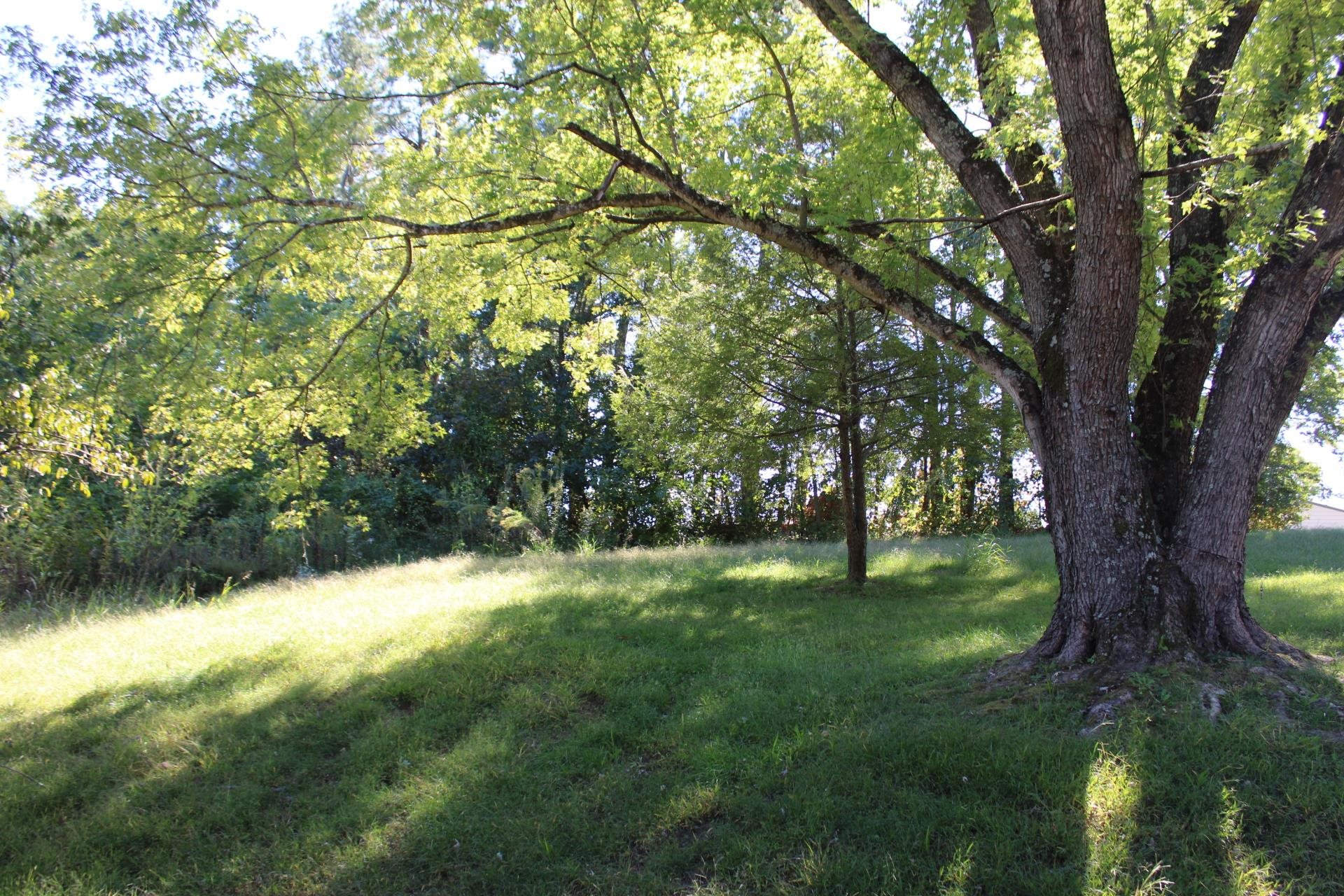 1386 Akins Road Brighton, TN 38011 - Photo 18 of 25 a backyard of a house with lots of green space