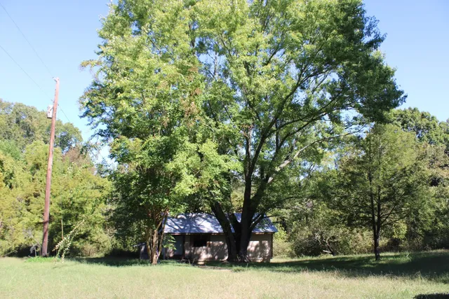 a view of a yard with a trees
