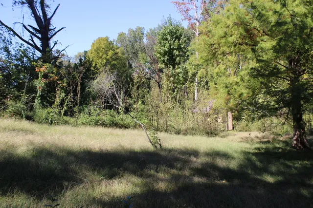 a view of a yard with a tree