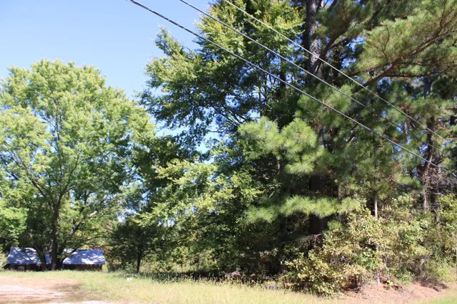 a view of a yard with plants and tree