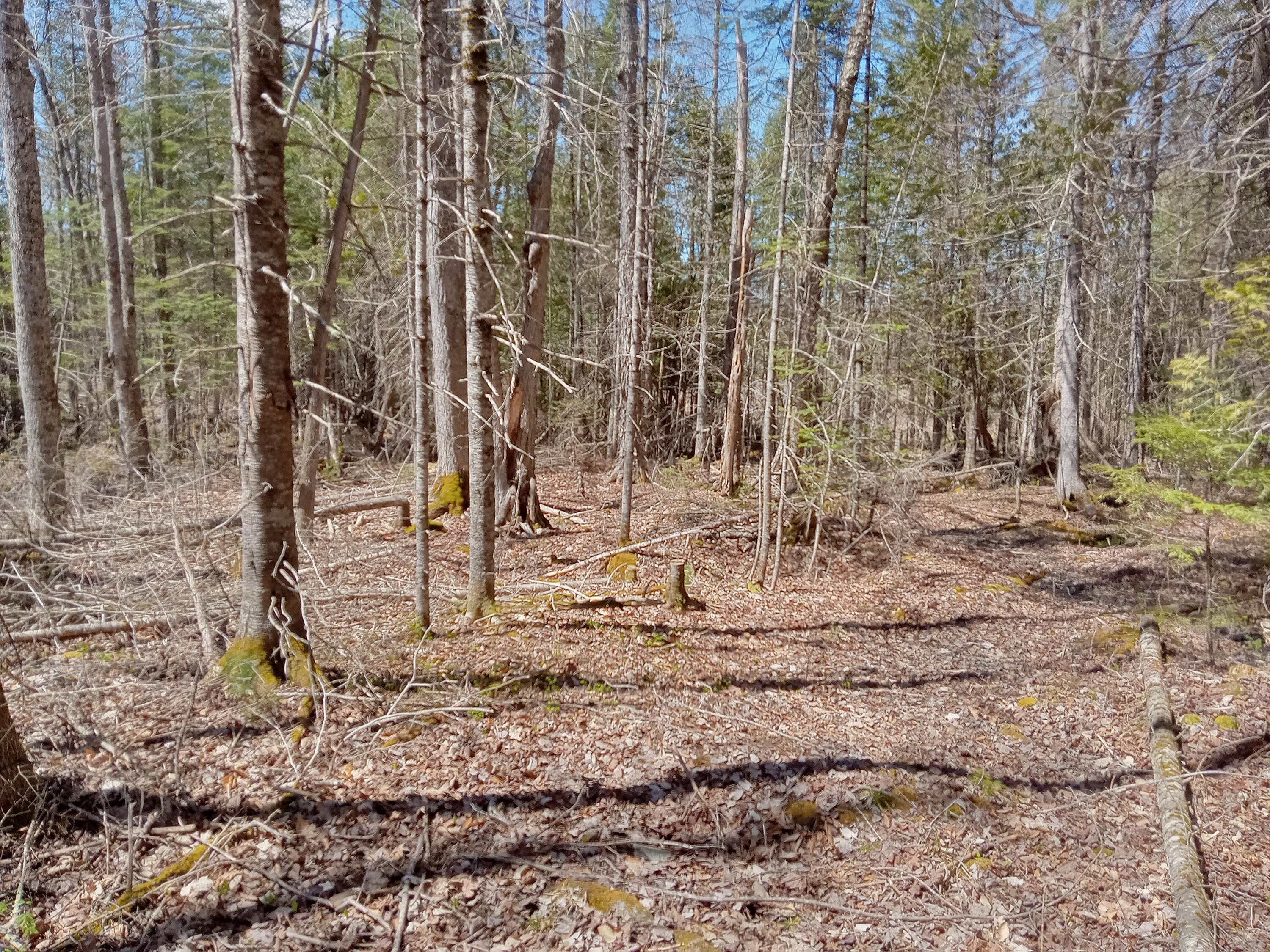 132 Village Road Jackson, ME 04921 - Photo 8 of 43 20240507_132355