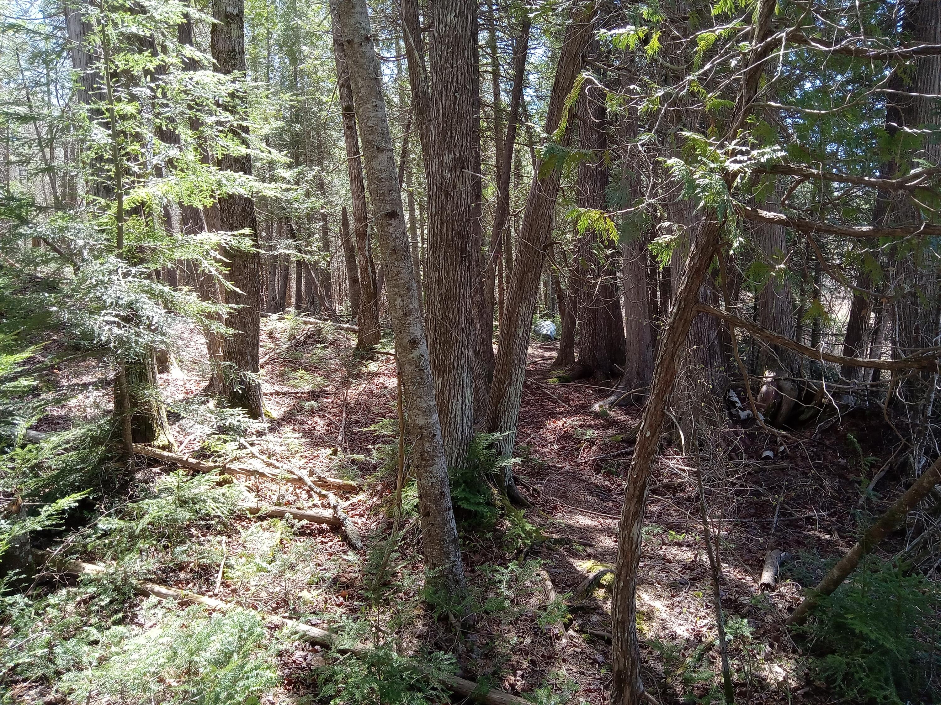 132 Village Road Jackson, ME 04921 - Photo 9 of 43 20240507_133812