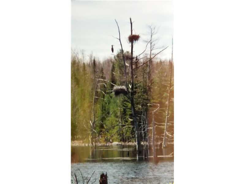 0 Old Stage& Off Annis Road Hermon, ME 04401 - Photo 8 of 10 Waterfront/Dock/Pier. Blue herons