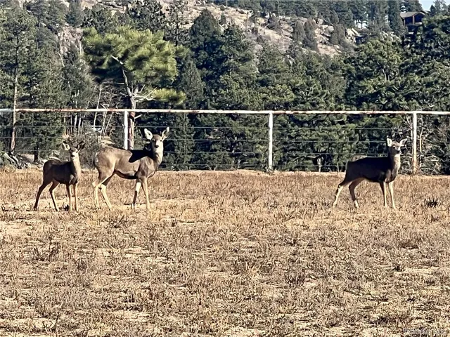 a view of a dry yard with mountains in the background