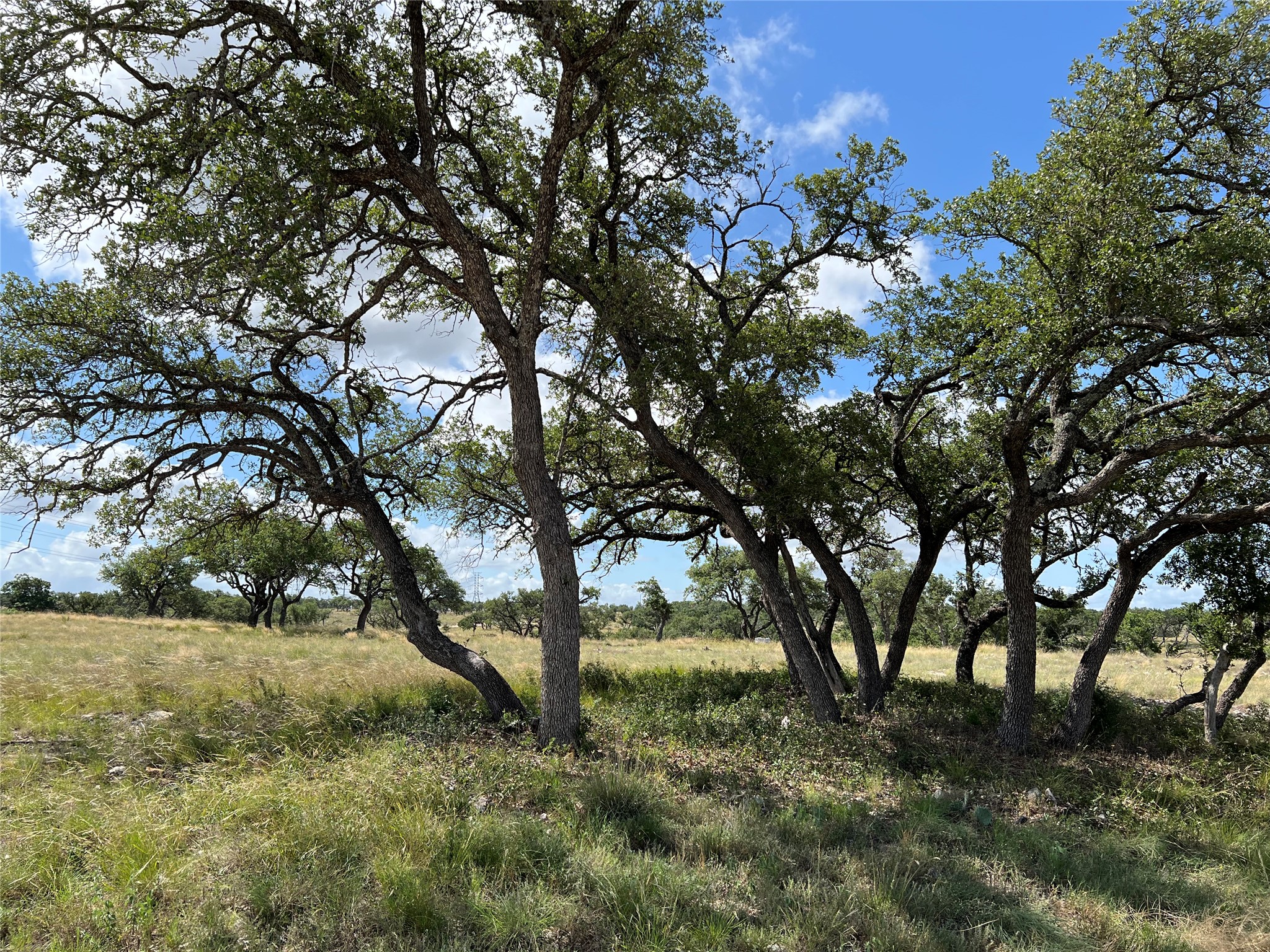 Lot 80 Seven Springs Ranch Junction Junction, TX 76849 - Photo 1 of 17 a view of tree next to a yard