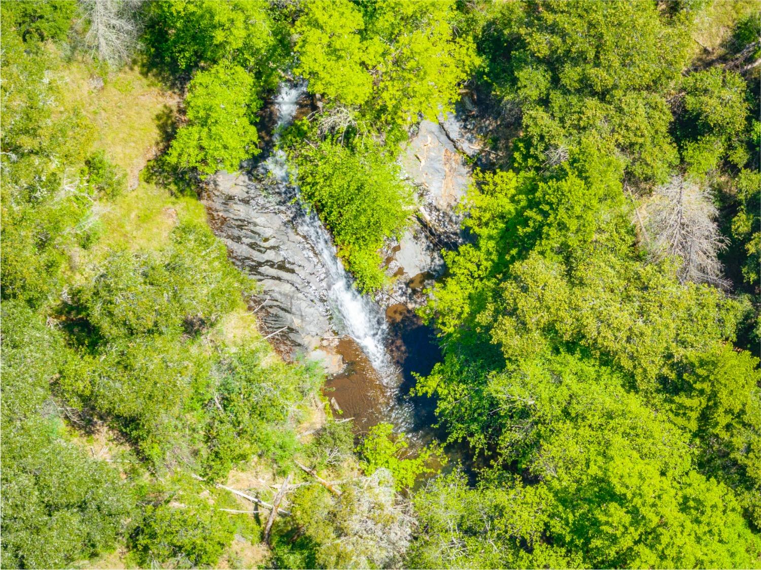 17050 Alicia Drive Volcano, CA 95689 - Photo 12 of 36 a backyard of a house with lots of plants