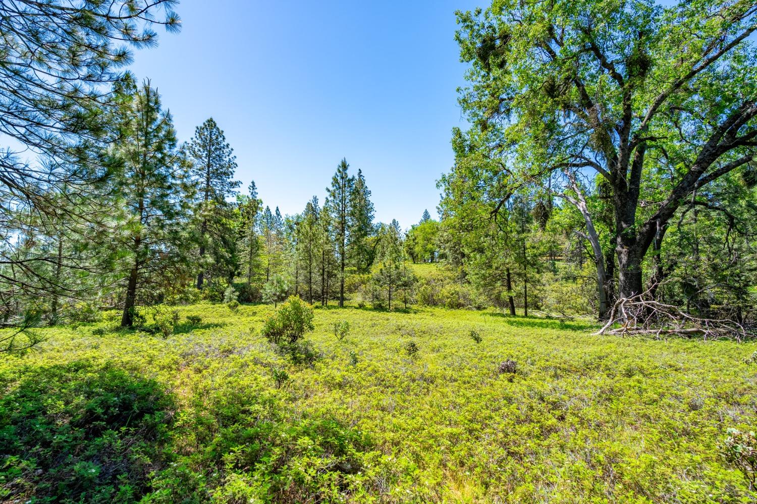17050 Alicia Drive Volcano, CA 95689 - Photo 14 of 36 a view of outdoor space with trees all around