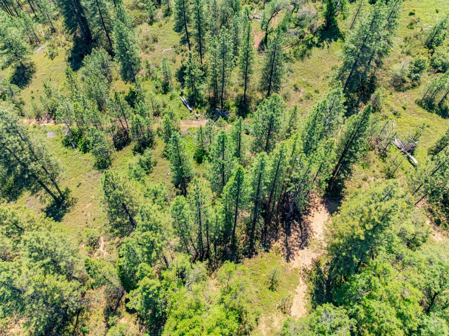 17050 Alicia Drive Volcano, CA 95689 - Photo 16 of 36 a view of a plant in a garden