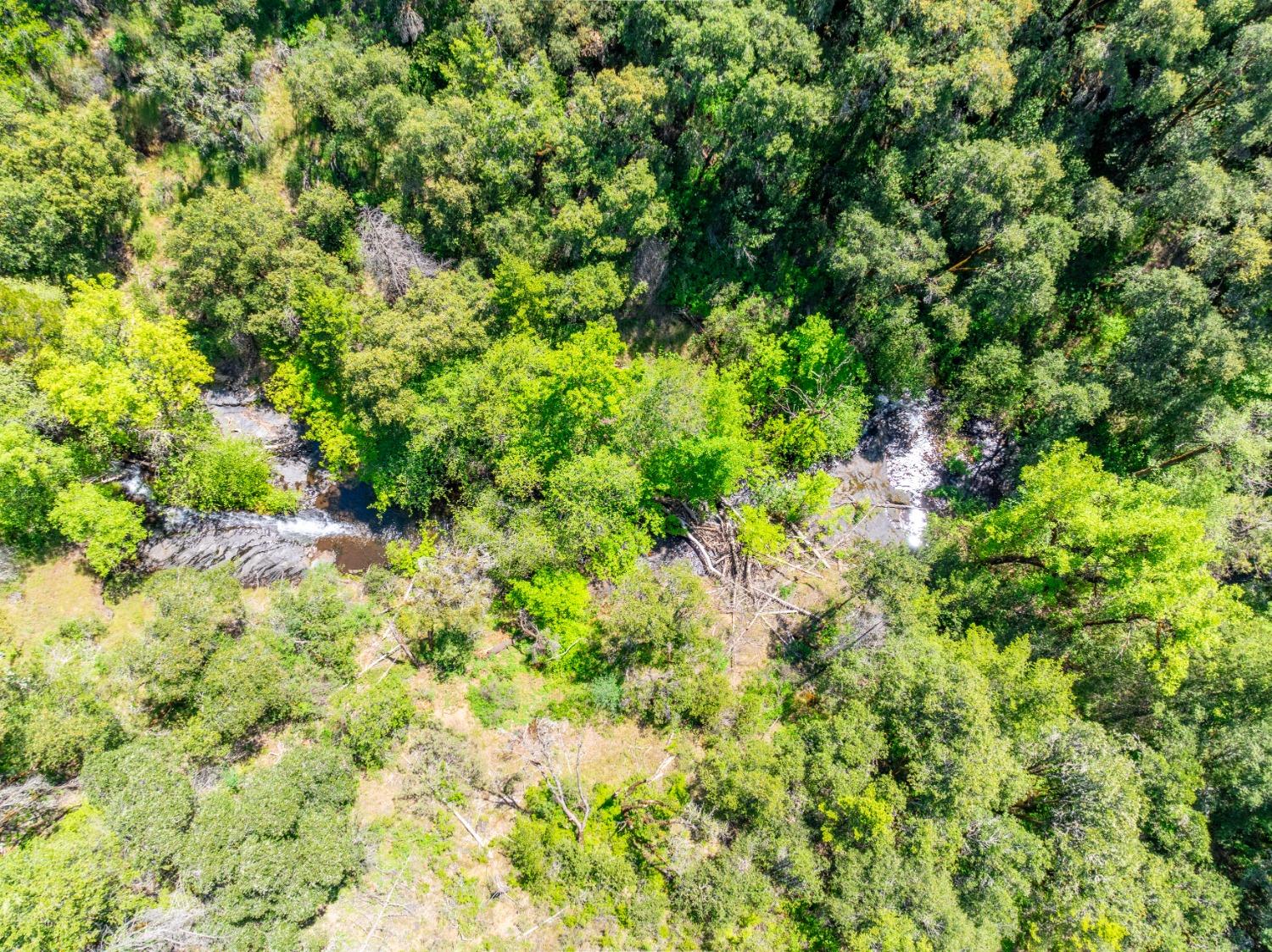 17050 Alicia Drive Volcano, CA 95689 - Photo 18 of 36 a view of a lush green forest with a tree
