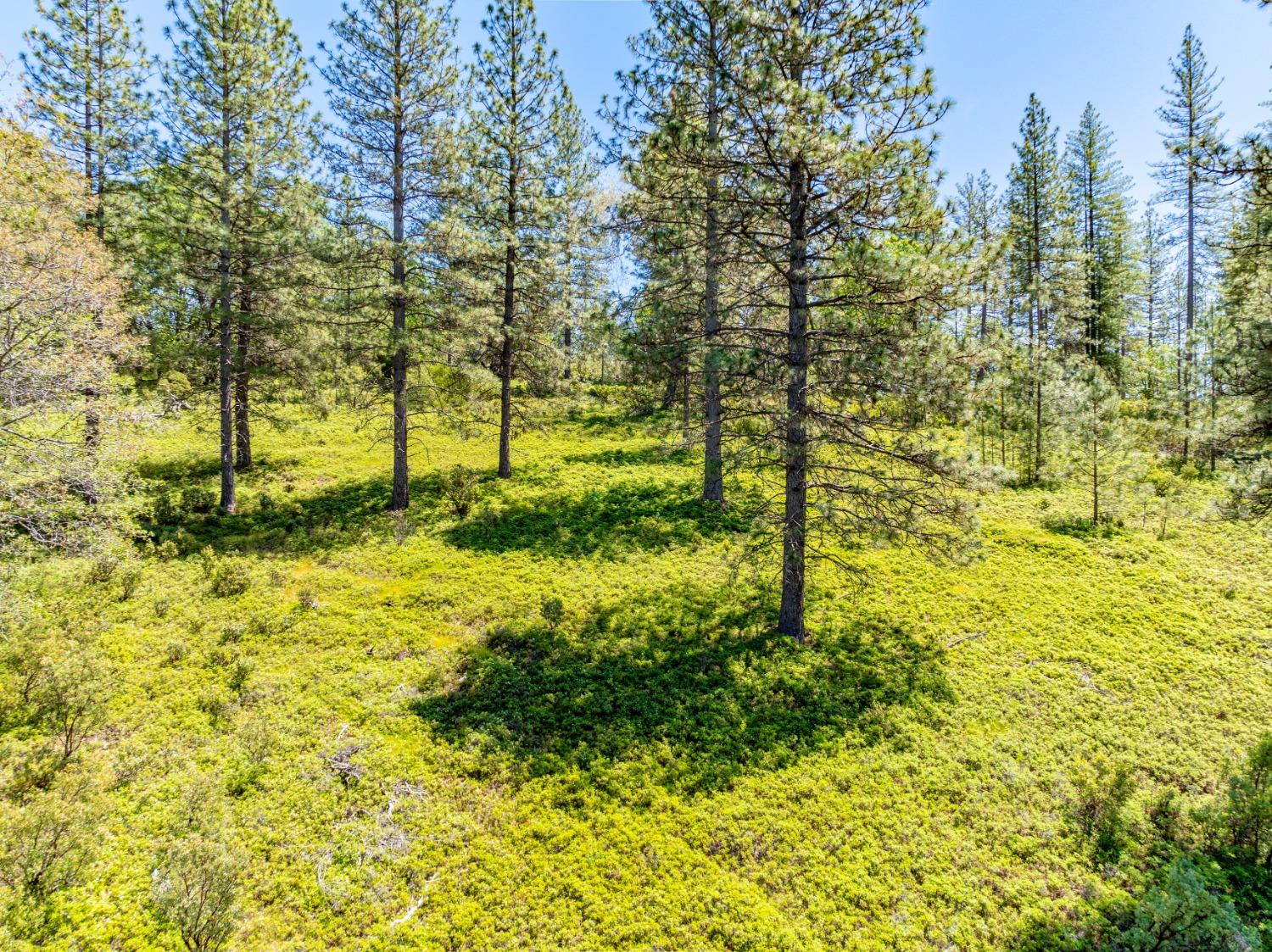 17050 Alicia Drive Volcano, CA 95689 - Photo 19 of 36 a view of a yard with trees