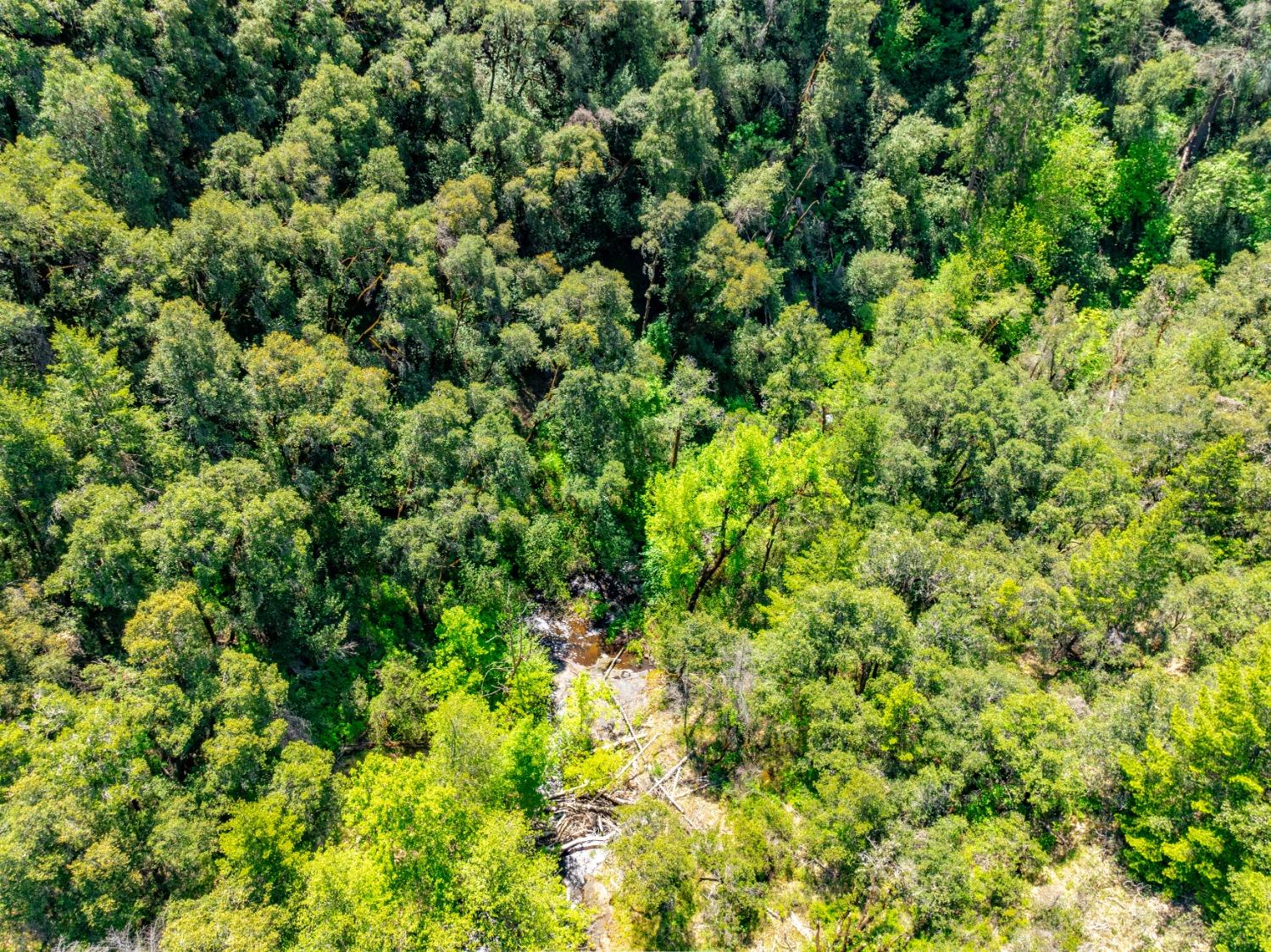 17050 Alicia Drive Volcano, CA 95689 - Photo 20 of 36 a view of a lush green forest