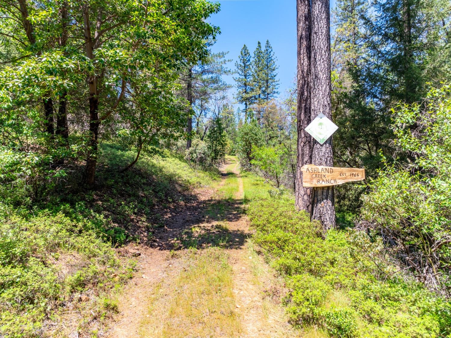 17050 Alicia Drive Volcano, CA 95689 - Photo 2 of 36 a view of a back yard with green space