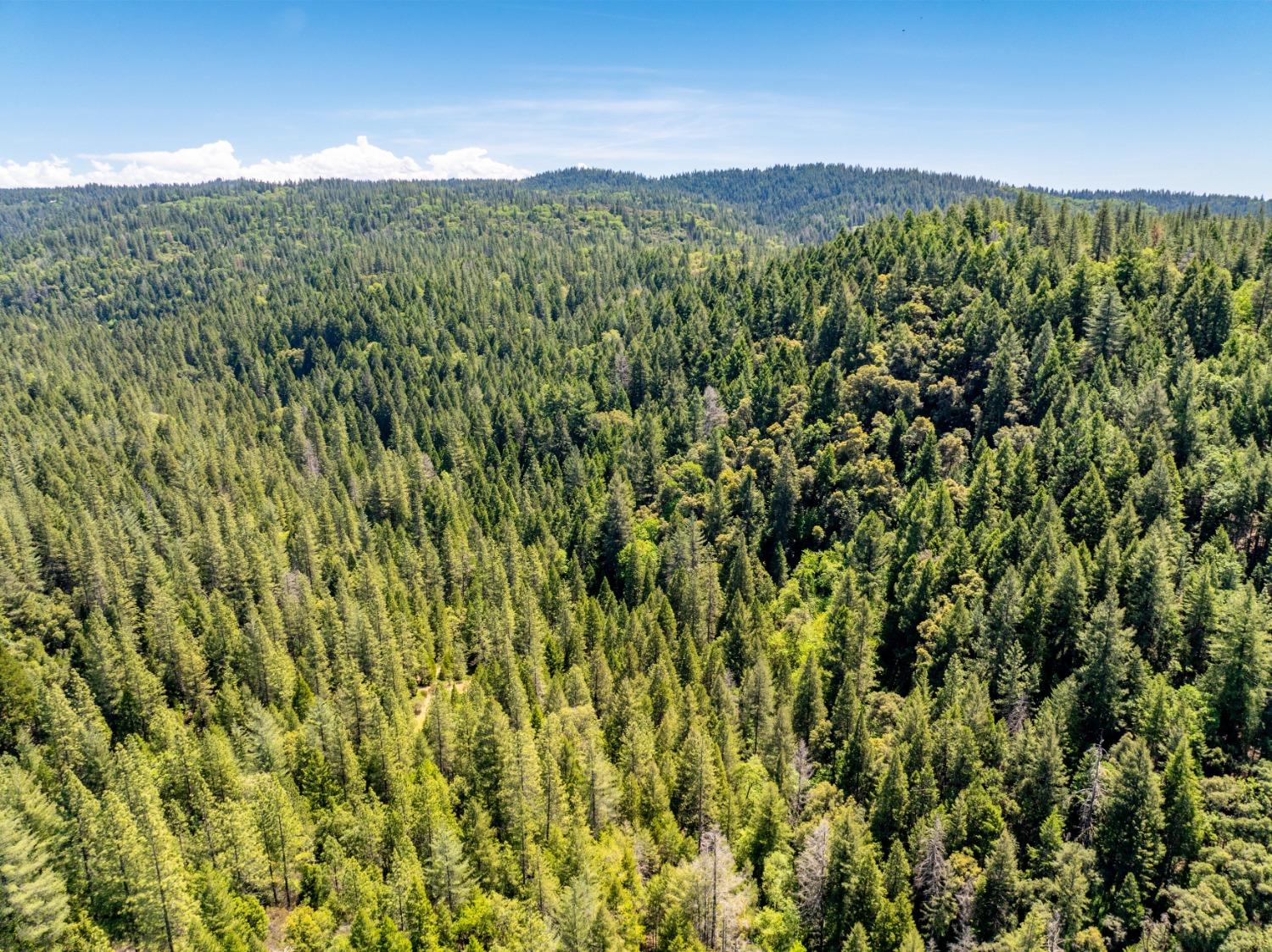 17050 Alicia Drive Volcano, CA 95689 - Photo 21 of 36 a view of a green field with lots of bushes