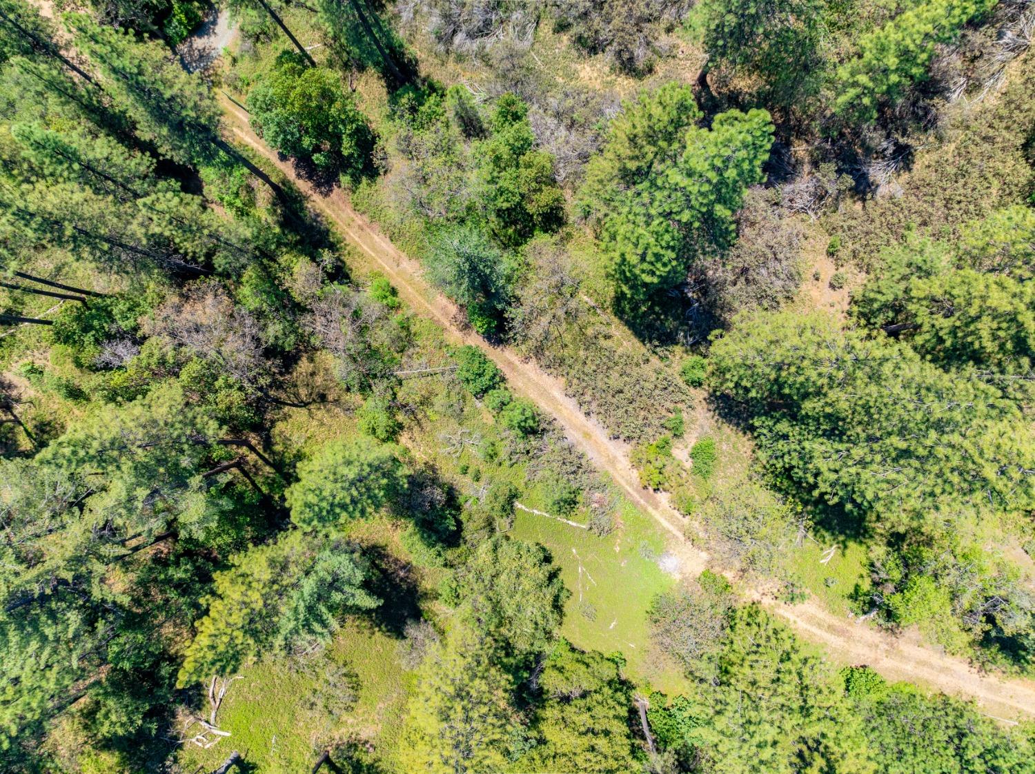 17050 Alicia Drive Volcano, CA 95689 - Photo 22 of 36 a view of a lush green forest with lots of trees