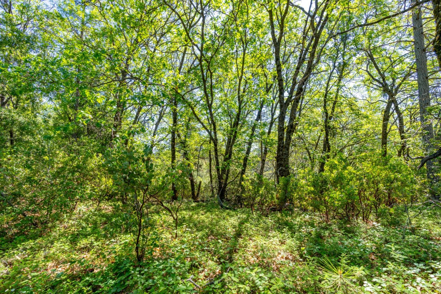 17050 Alicia Drive Volcano, CA 95689 - Photo 24 of 36 a view of a yard