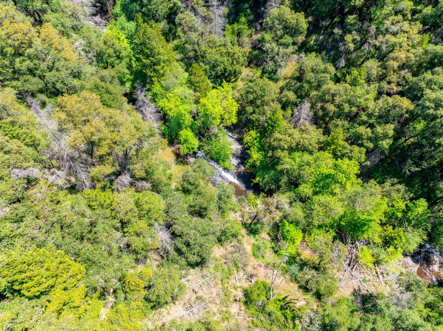 17050 Alicia Drive Volcano, CA 95689 - Photo 25 of 36 a view of a lush green forest with a tree