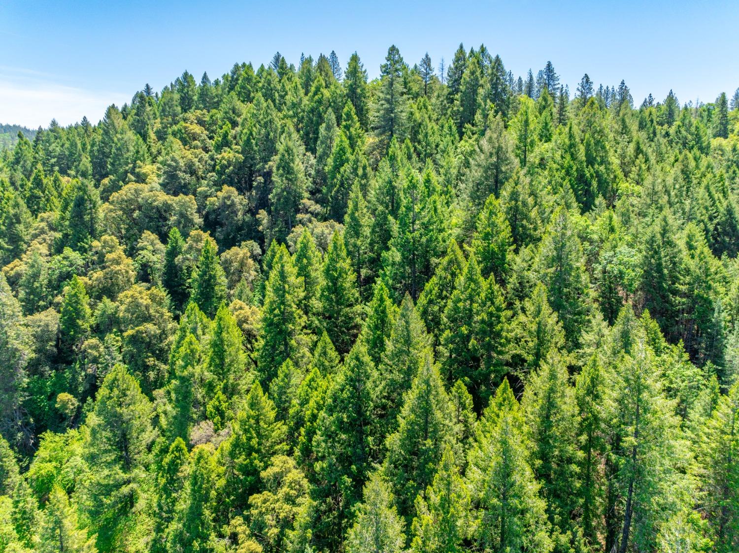 17050 Alicia Drive Volcano, CA 95689 - Photo 27 of 36 a view of a lush green field