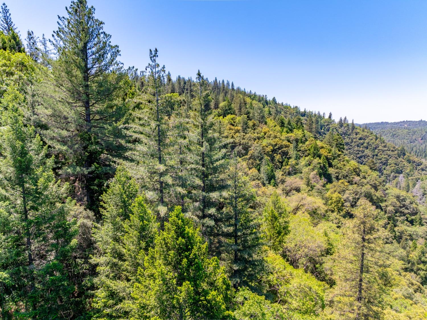 17050 Alicia Drive Volcano, CA 95689 - Photo 29 of 36 a view of a large yard with lots of bushes
