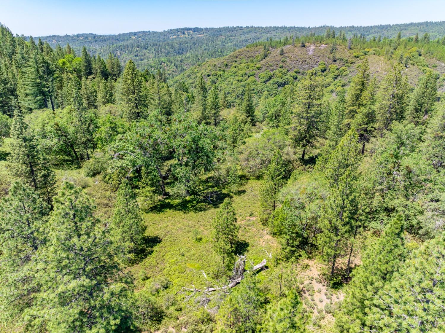 17050 Alicia Drive Volcano, CA 95689 - Photo 31 of 36 a view of a lush green forest with trees and some houses