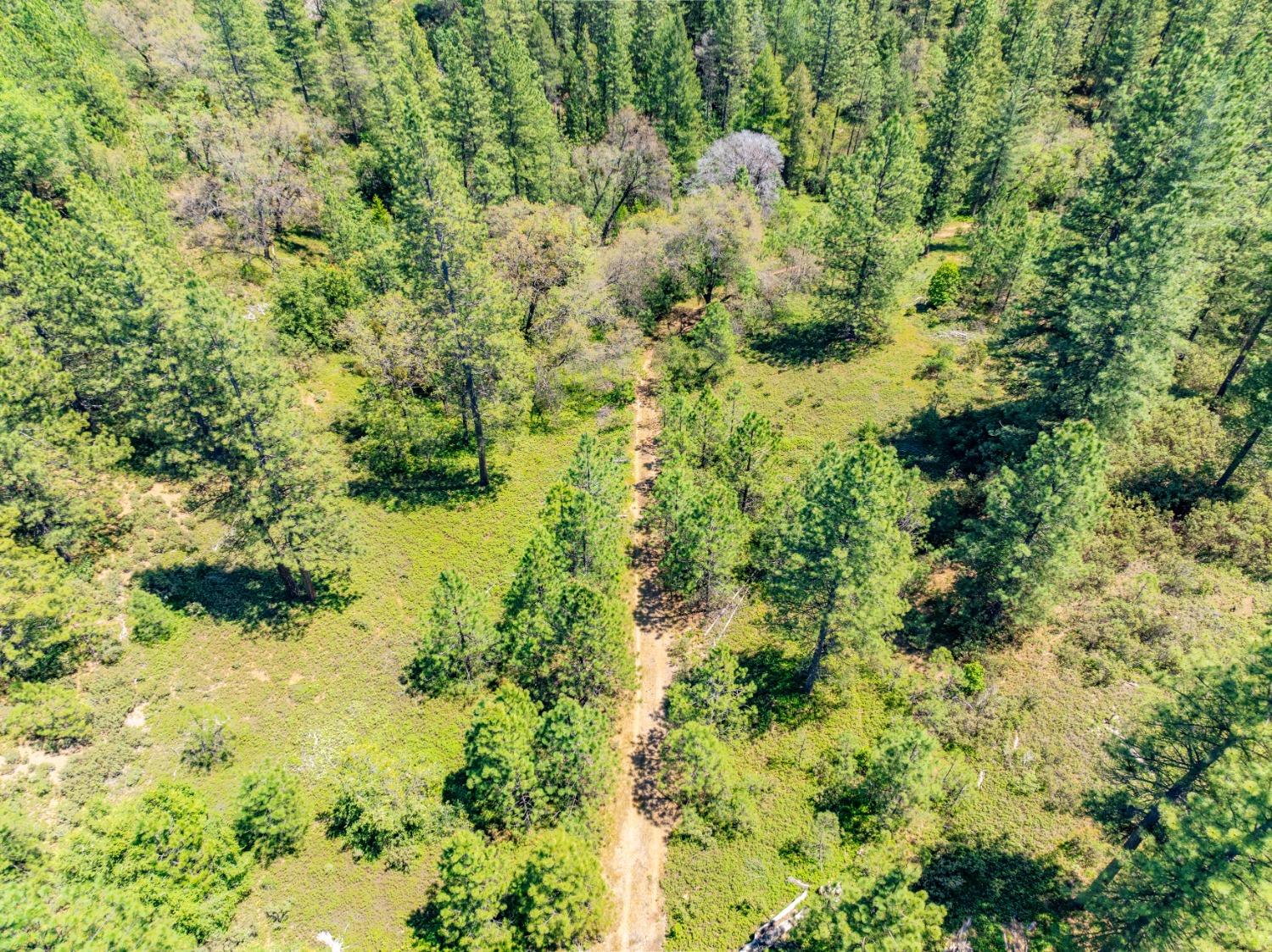 17050 Alicia Drive Volcano, CA 95689 - Photo 32 of 36 a view of a garden with plants