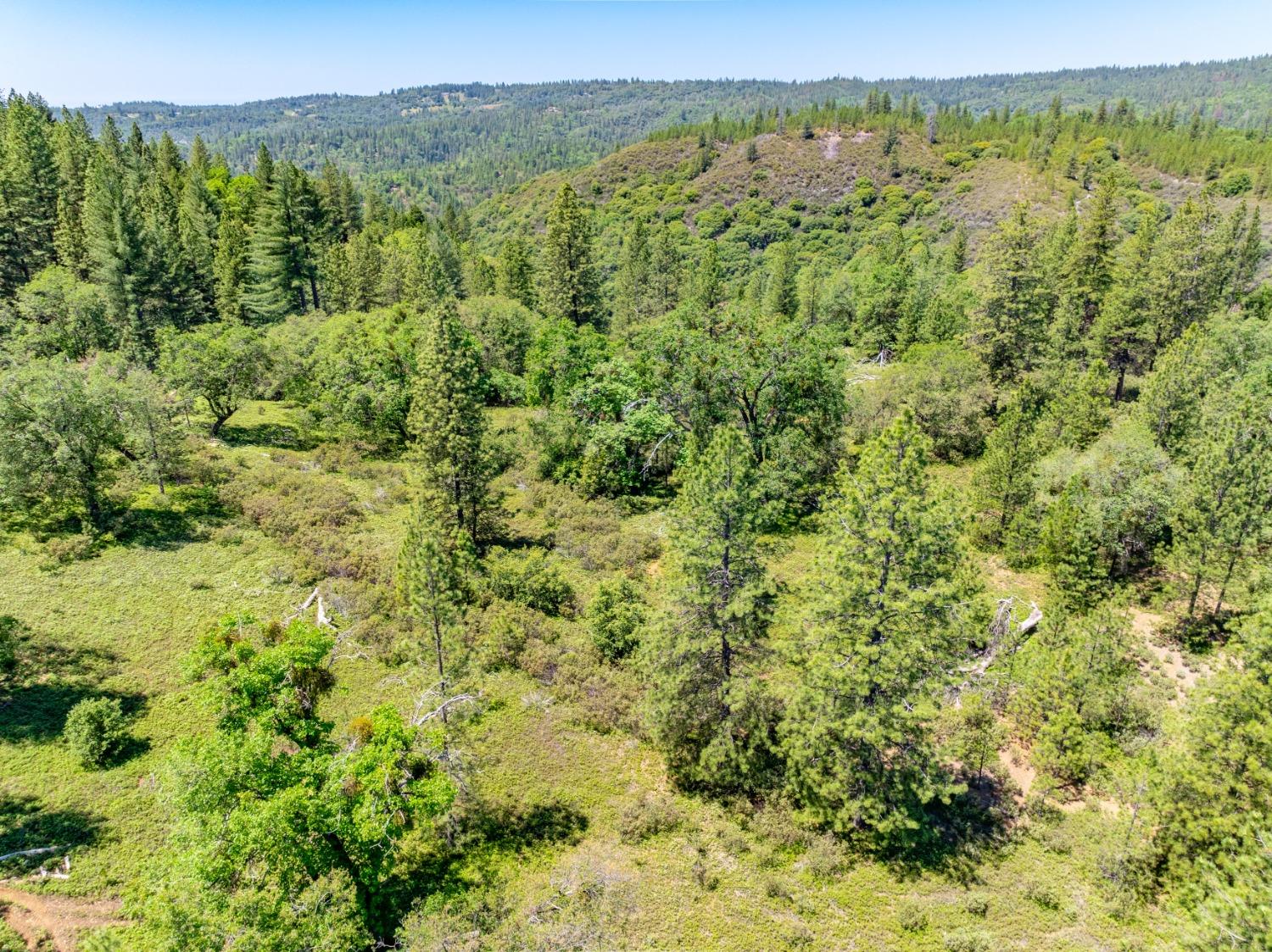 17050 Alicia Drive Volcano, CA 95689 - Photo 35 of 36 a view of a lush green forest with trees and houses