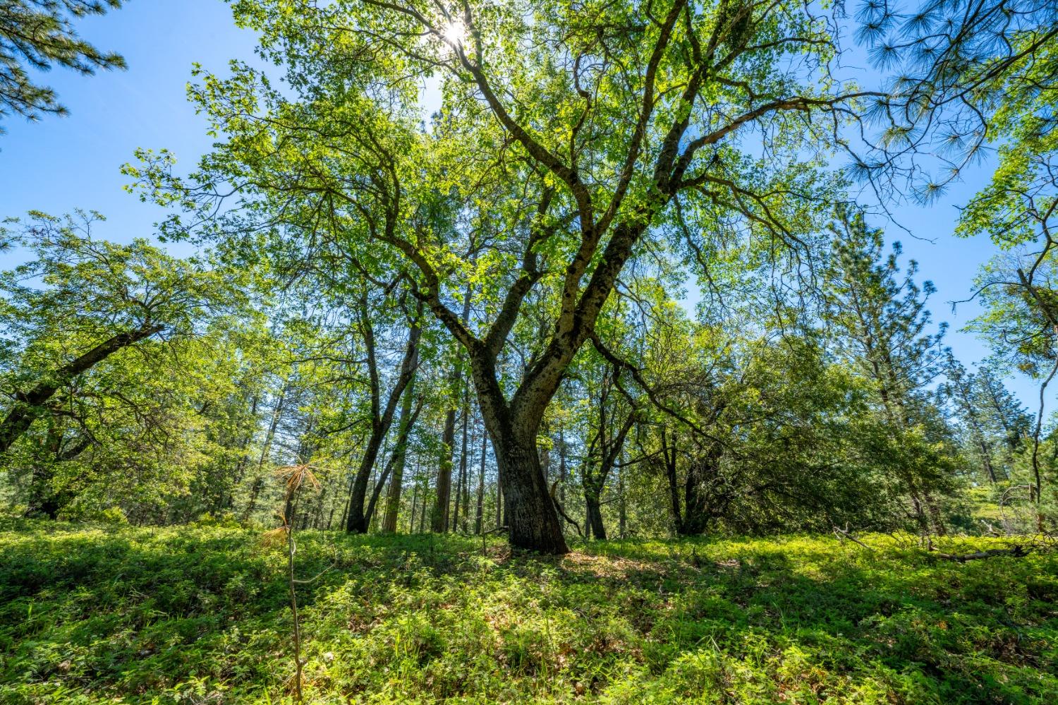 17050 Alicia Drive Volcano, CA 95689 - Photo 5 of 36 a backyard of a house with lots of green space