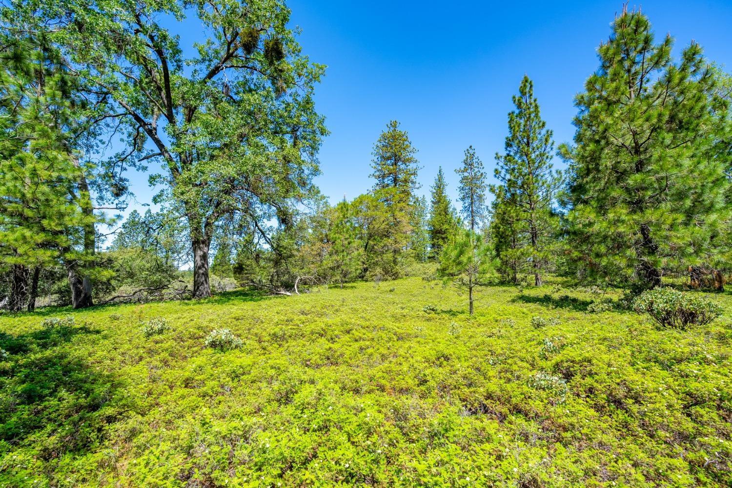 17050 Alicia Drive Volcano, CA 95689 - Photo 7 of 36 a backyard of a house with lots of green space and garden