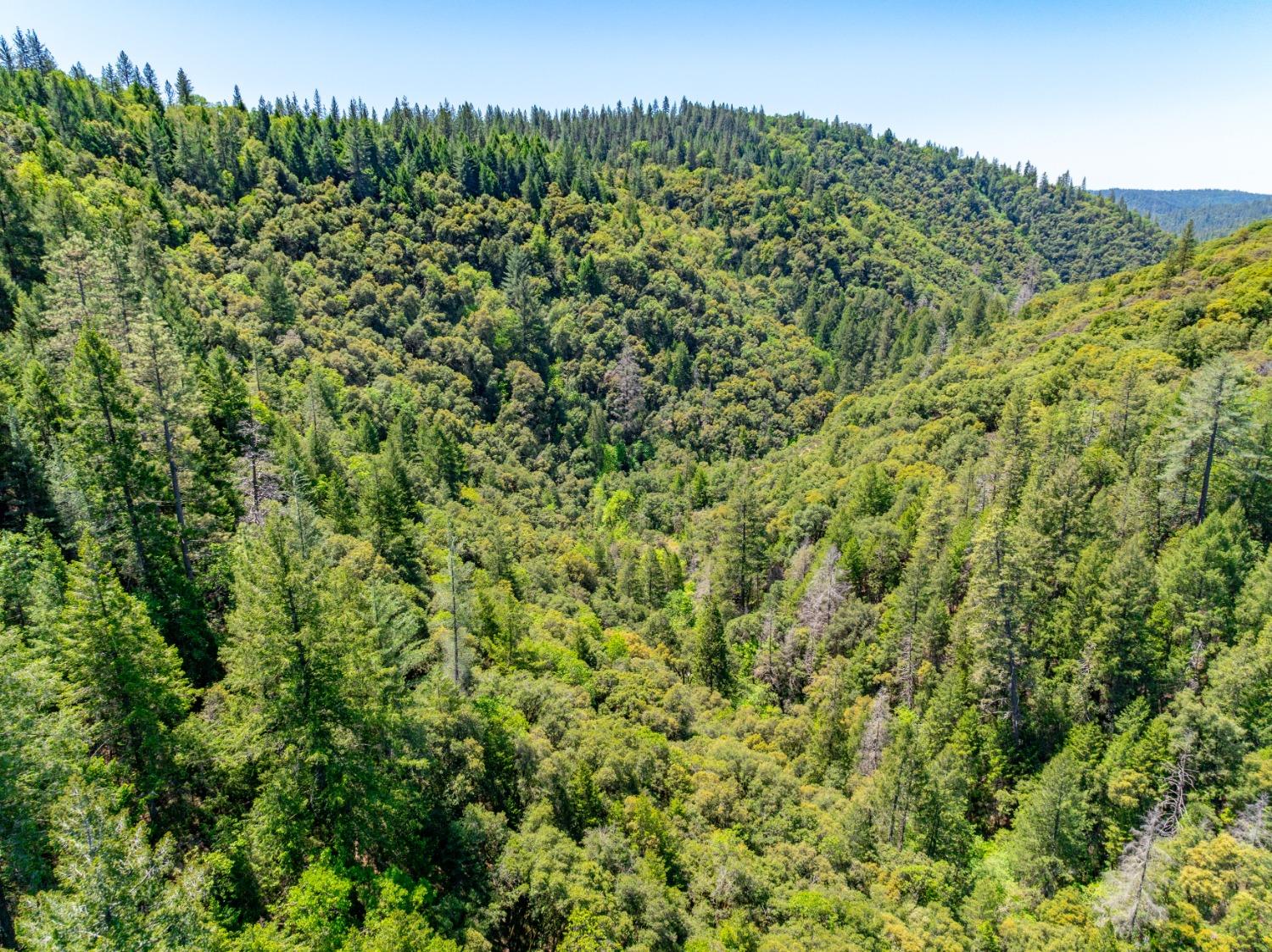 17050 Alicia Drive Volcano, CA 95689 - Photo 9 of 36 a view of a large yard with plants and large trees