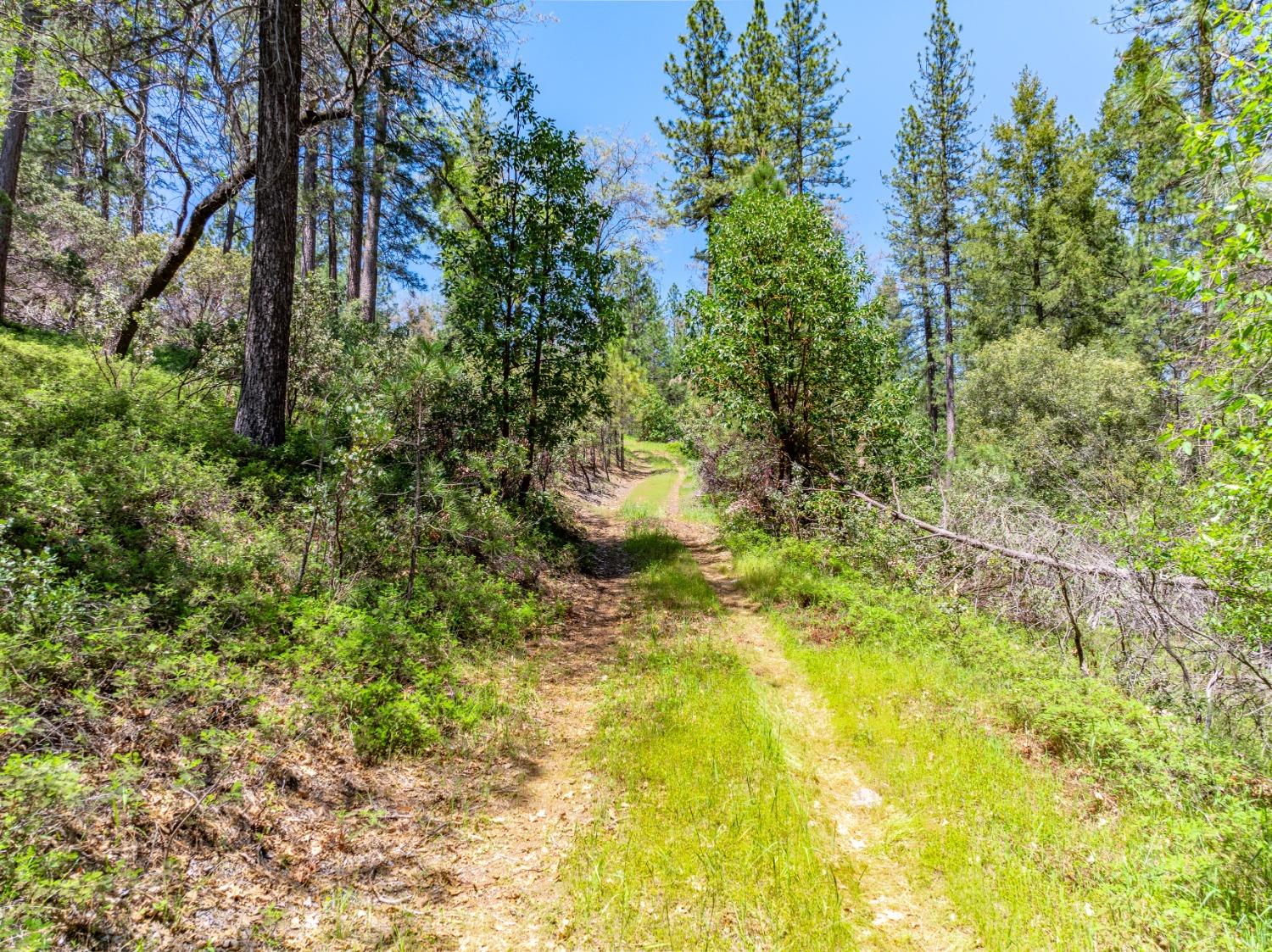 17050 Alicia Drive Volcano, CA 95689 - Photo 10 of 36 a close up of a plant in a garden