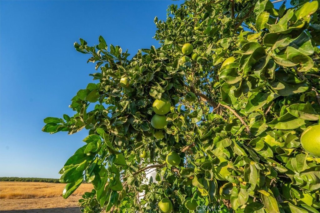 21550 Leaf Avenue Corning, CA 96021 - Photo 64 of 71 a view of a plant with a plant