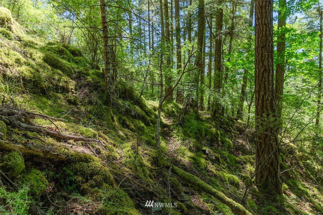 0 Guthrie Cove Road Orcas Island, WA 98280 - Photo 6 of 21 Gallery Image 6