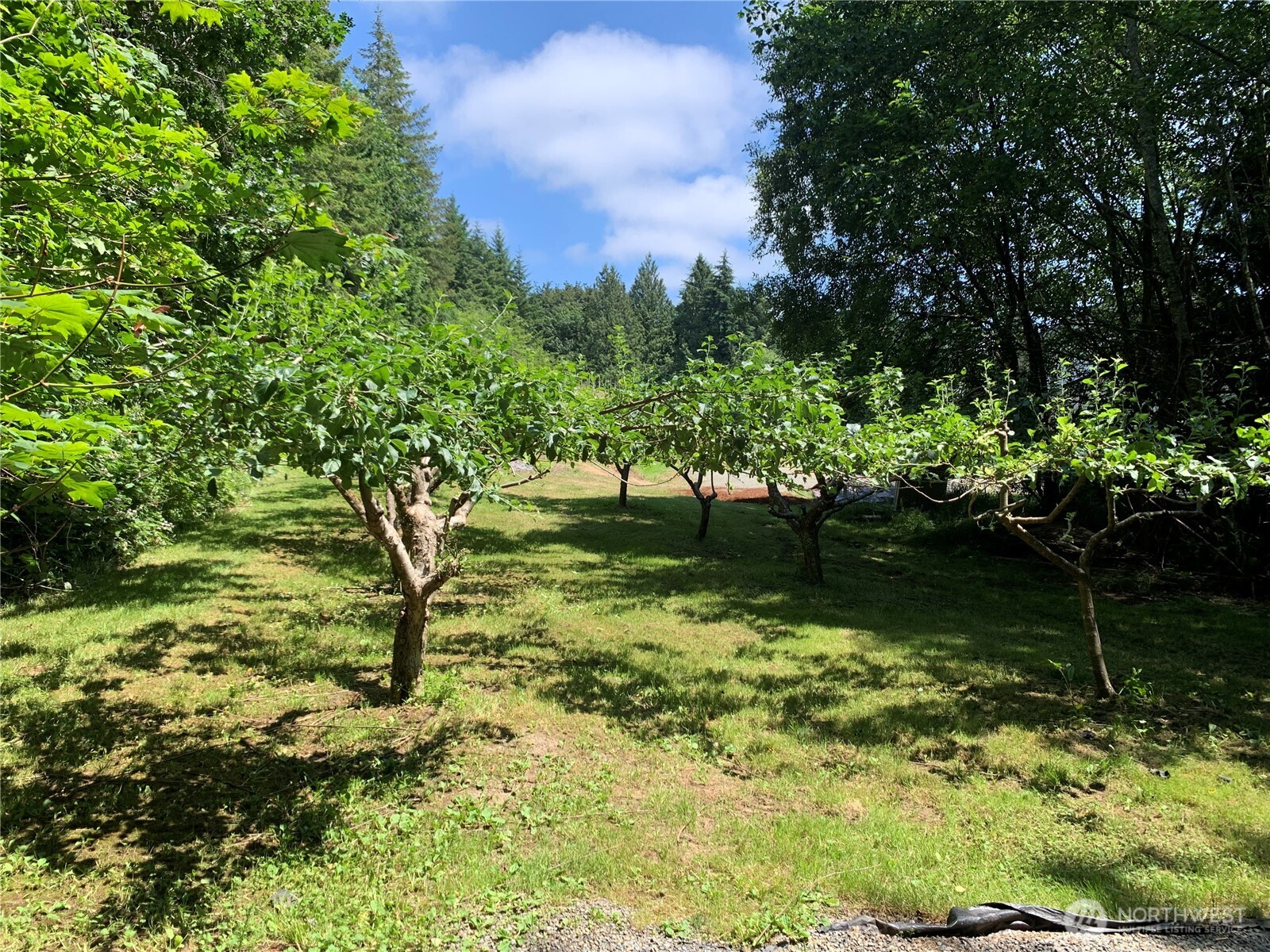 12832 Hunter Road Southwest Rochester, WA 98579 - Photo 29 of 40 a backyard of a house with lots of green space