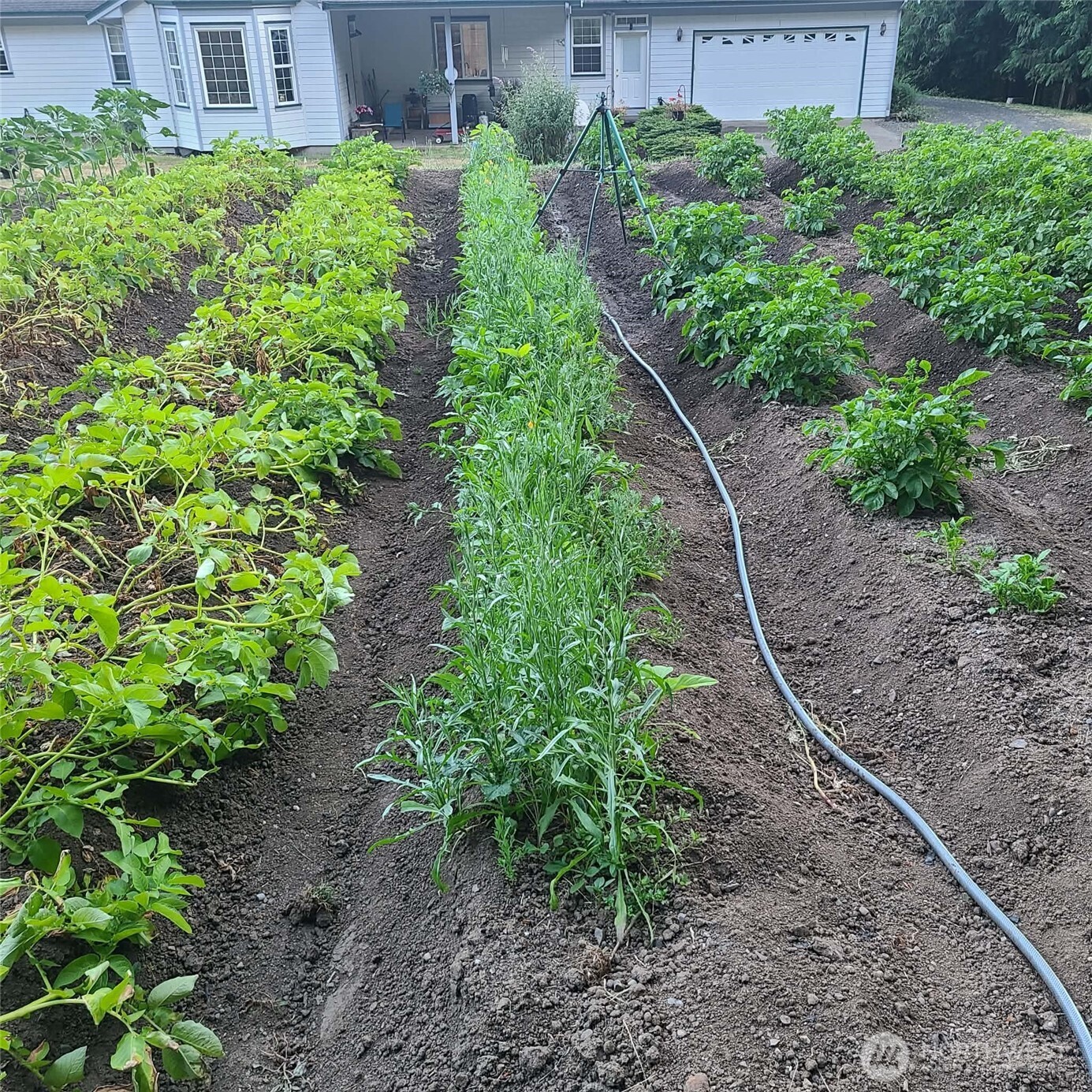 12832 Hunter Road Southwest Rochester, WA 98579 - Photo 32 of 40 a view of a garden with plants