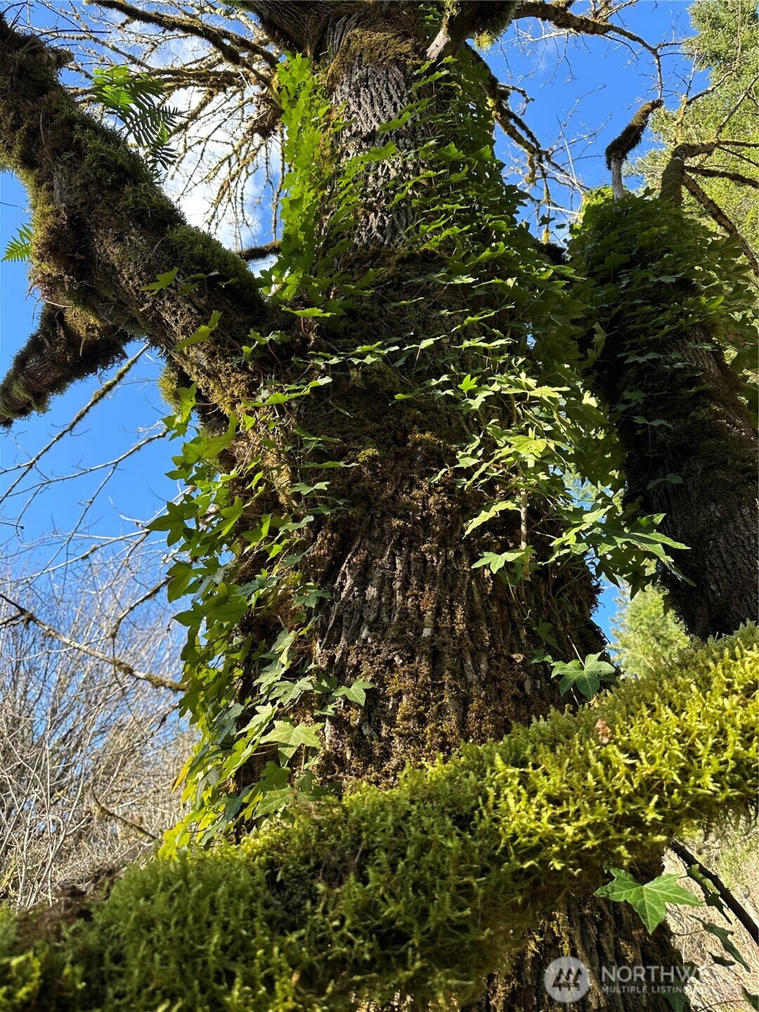 12832 Hunter Road Southwest Rochester, WA 98579 - Photo 34 of 40 a view of a tree