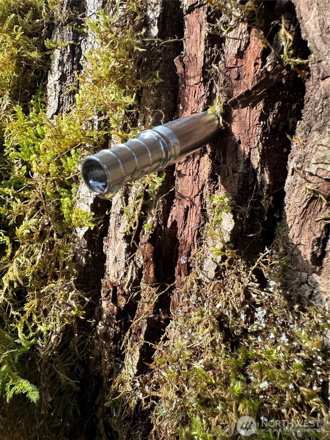 12832 Hunter Road Southwest Rochester, WA 98579 - Photo 35 of 40 a view of a tree in a forest