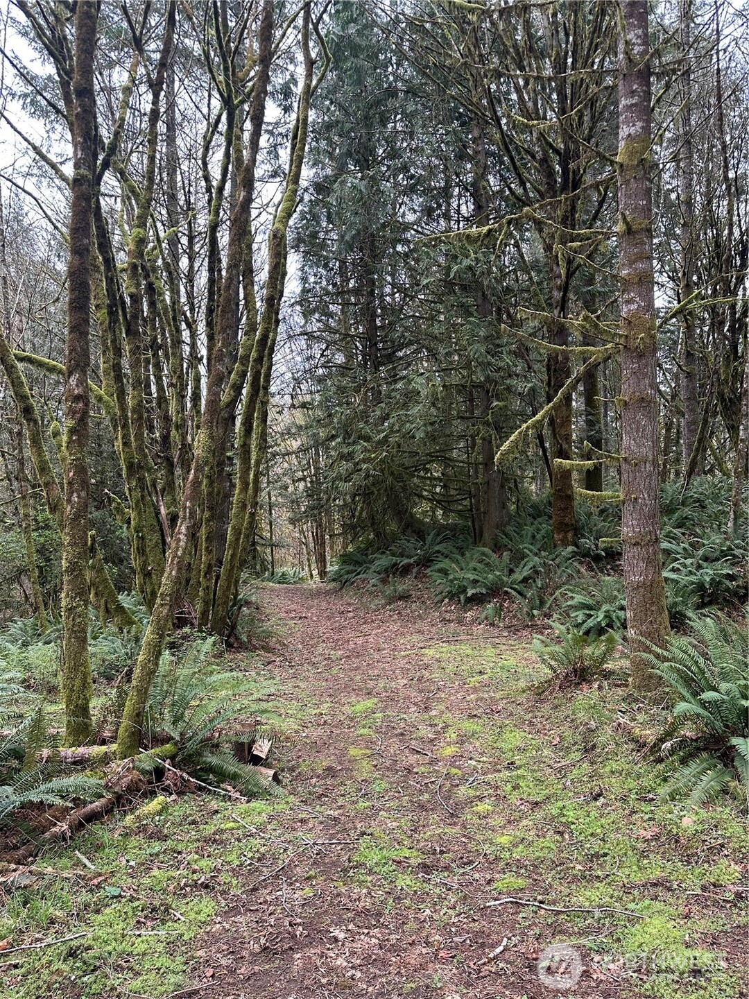 12832 Hunter Road Southwest Rochester, WA 98579 - Photo 39 of 40 a backyard of a house with lots of green space