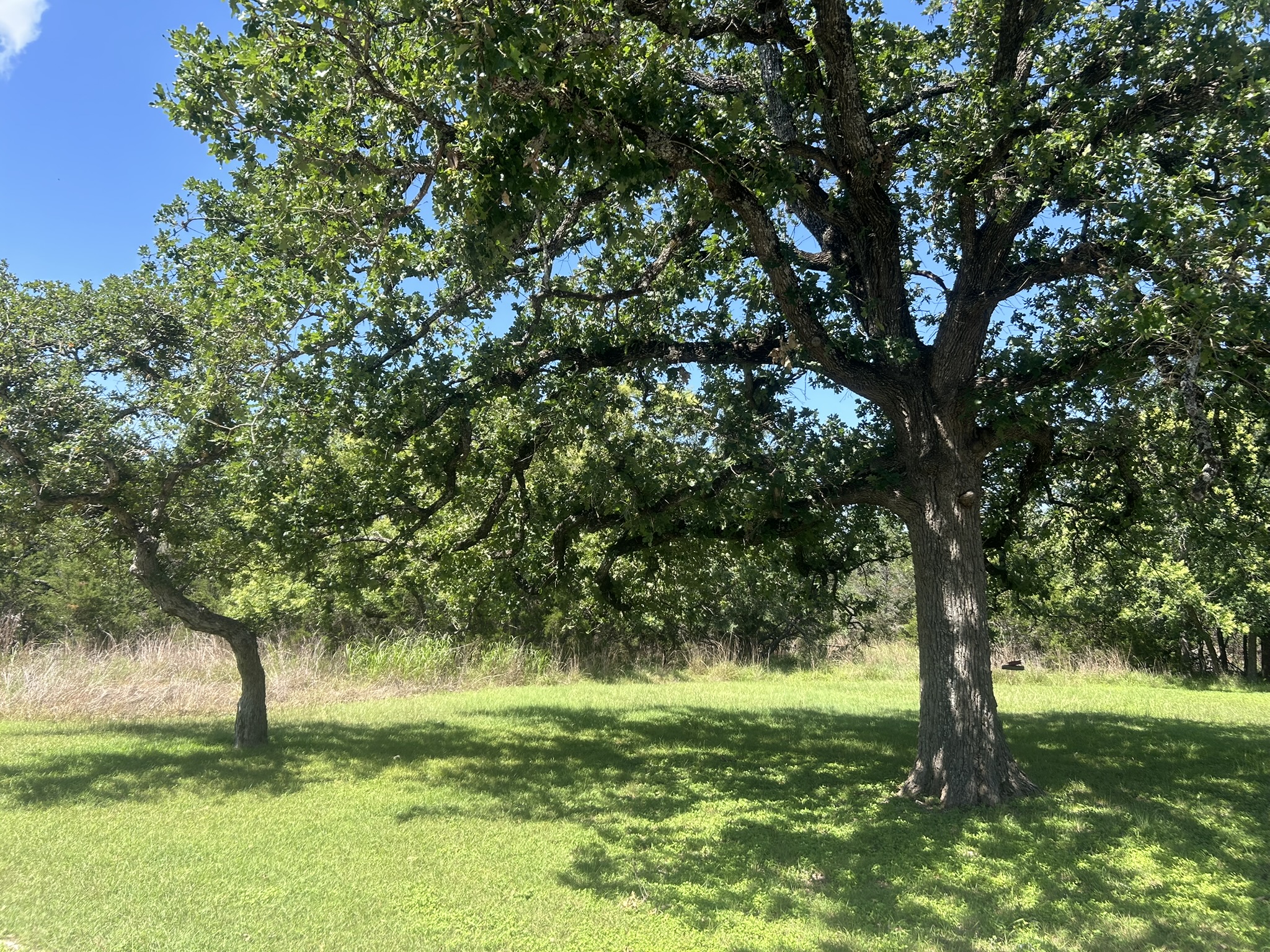 206 Wind Ridge Cove Georgetown, TX 78628 - Photo 12 of 19 a view of yard with trees