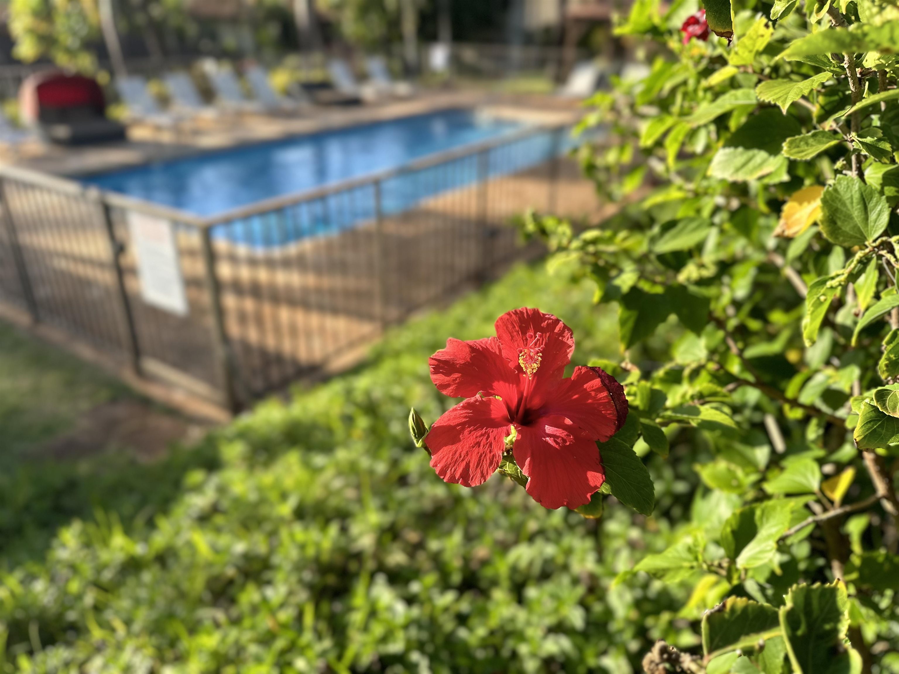 3788 Lower Honoapiilani Road, Unit A208 Lahaina, HI 96761 - Photo 19 of 23 a view of a flower