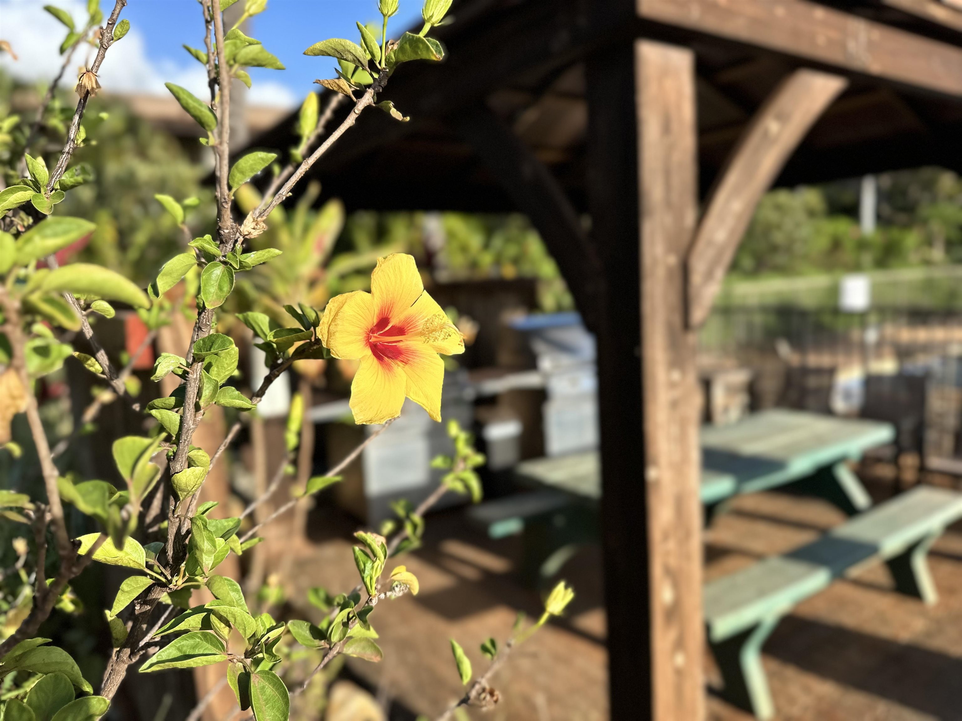 3788 Lower Honoapiilani Road, Unit A208 Lahaina, HI 96761 - Photo 21 of 23 a picture of flowers