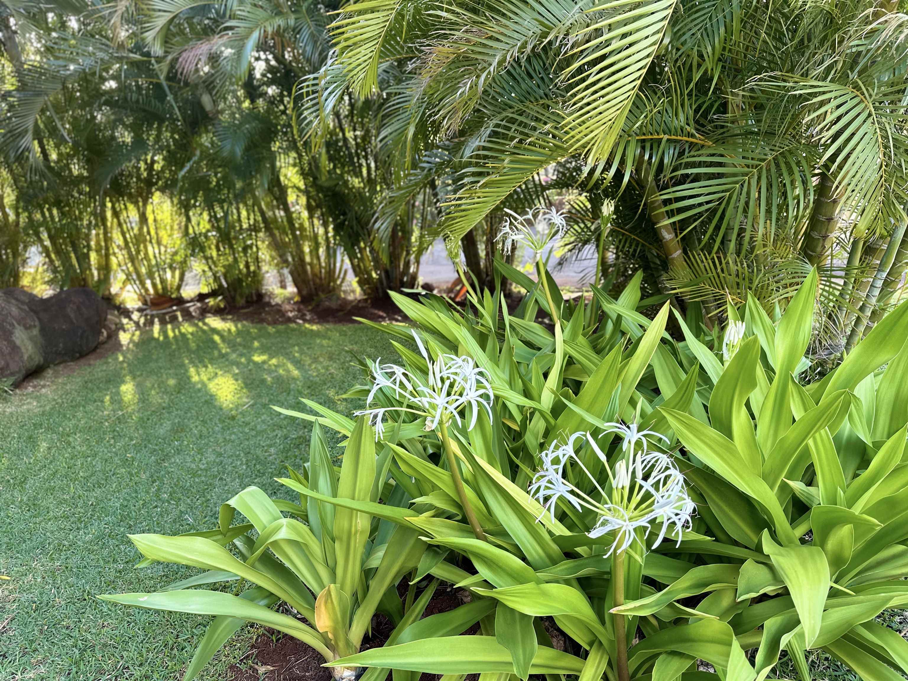 3788 Lower Honoapiilani Road, Unit A208 Lahaina, HI 96761 - Photo 23 of 23 a backyard of a house with lots of green space