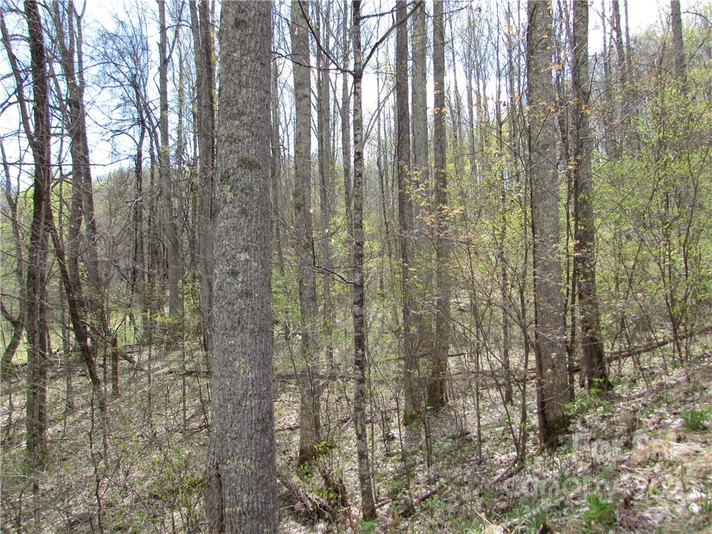 Multiple Lots Multiple Lots Red Wolf Run, Unit NONE Mars Hill, NC 28754 - Photo 26 of 30