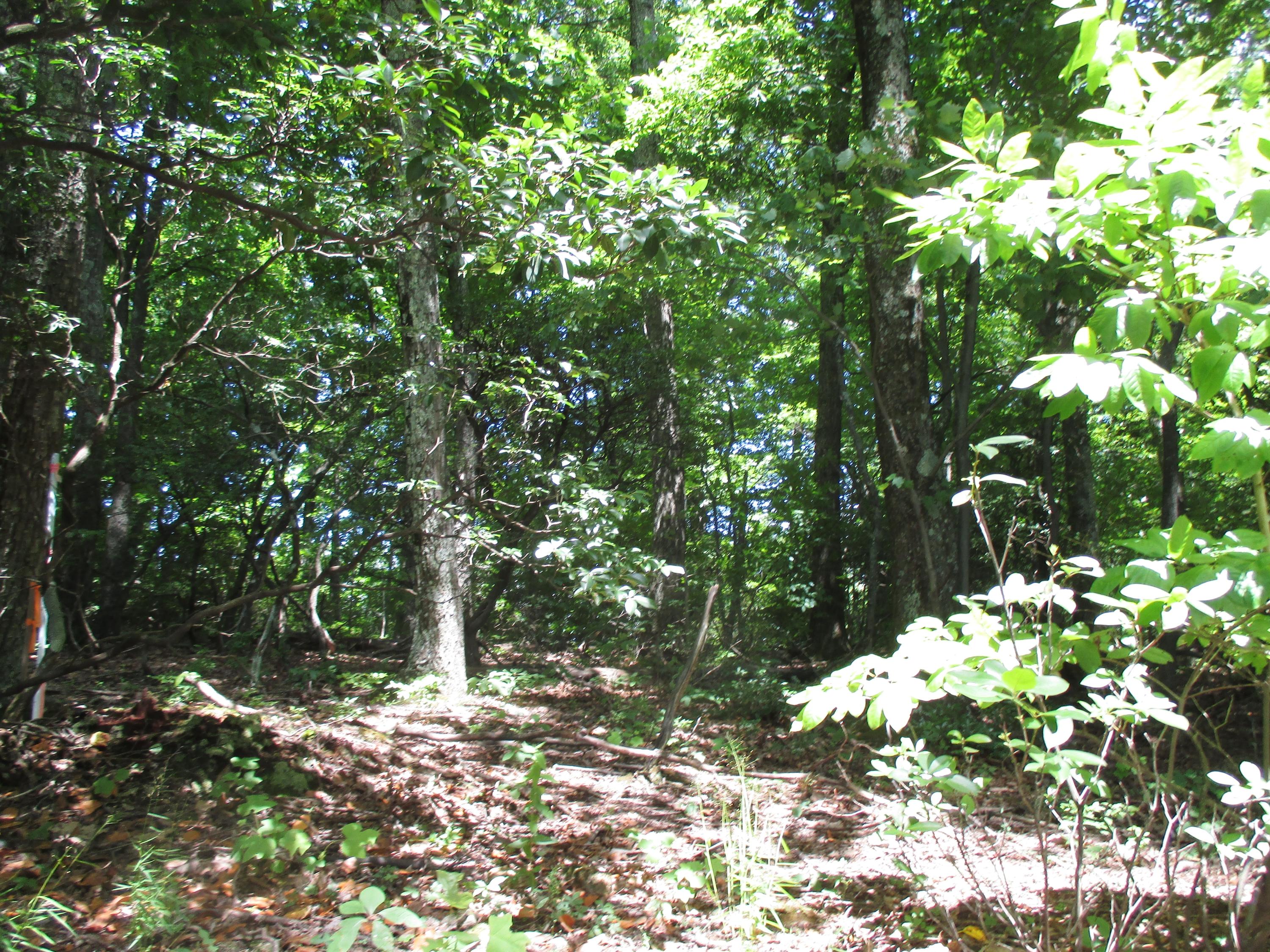 Lot 3 Fosters Knob Road Blue Ridge, VA 24064 - Photo 3 of 7 3