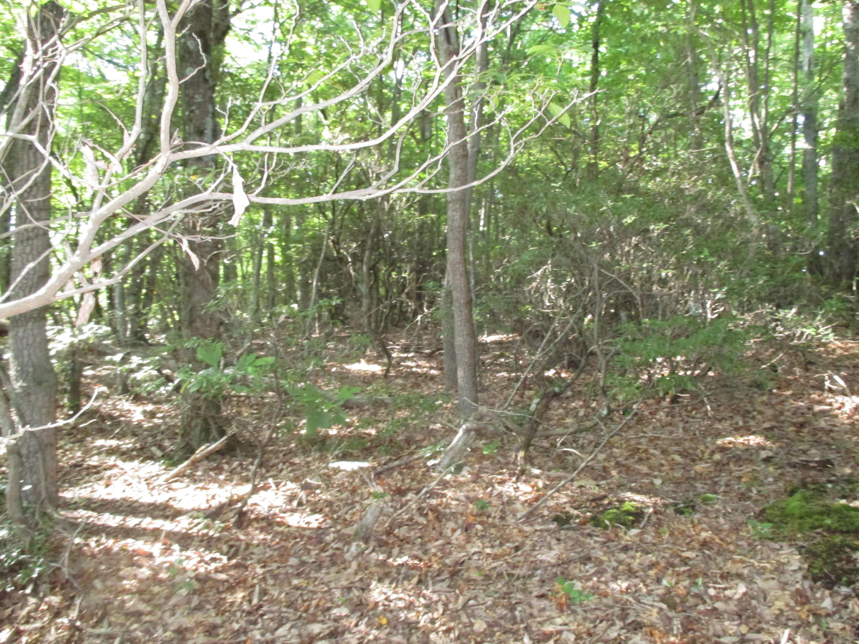 Lot 3 Fosters Knob Road Blue Ridge, VA 24064 - Photo 6 of 7 7