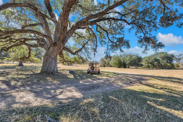 a view of a yard with plants and a large tree