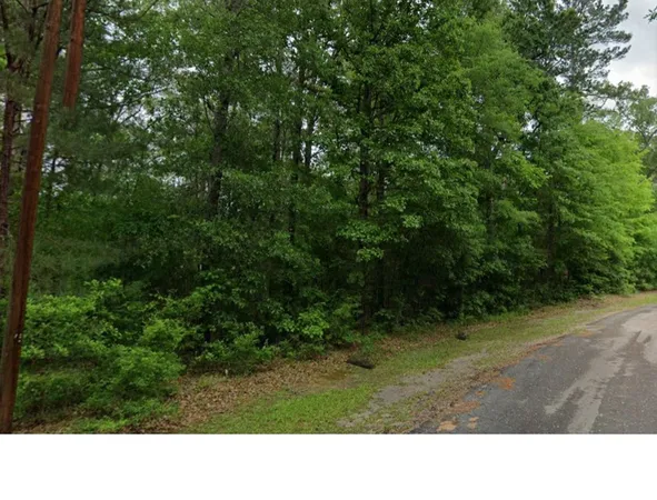 a black and white photo of a tree