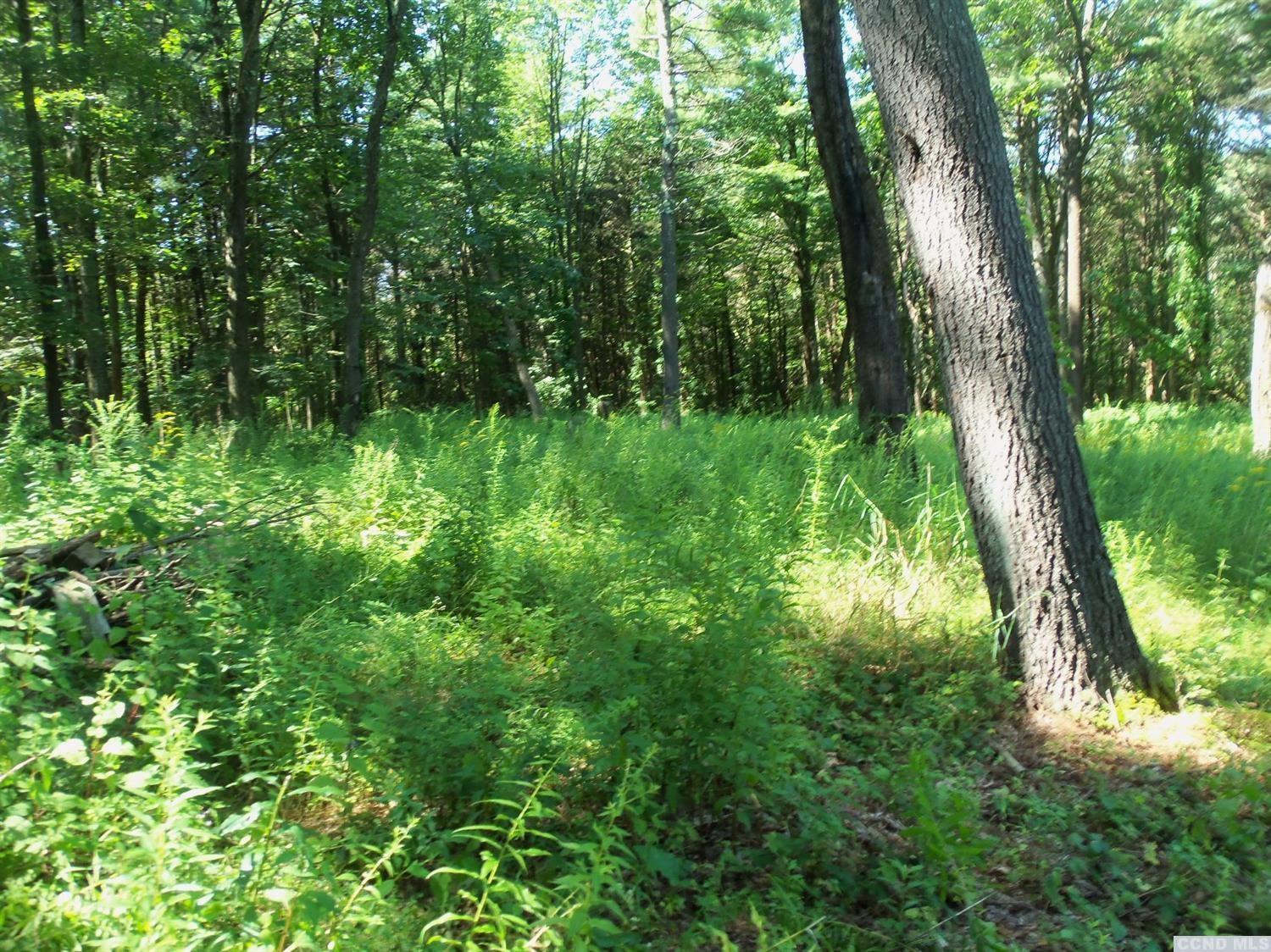 0 Buttermilk Falls Road Catskill, NY 12414 - Photo 10 of 10 a view of forest
